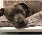 Small #28 American Staffordshire Terrier