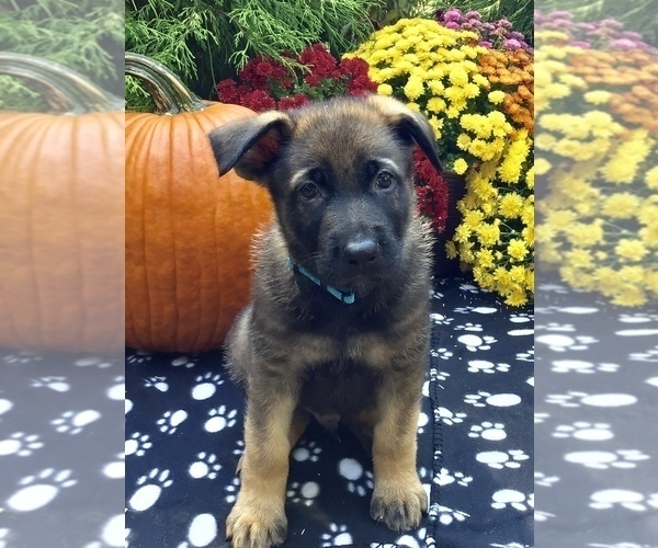 Medium Photo #29 German Shepherd Dog Puppy For Sale in HAMILTON, NJ, USA