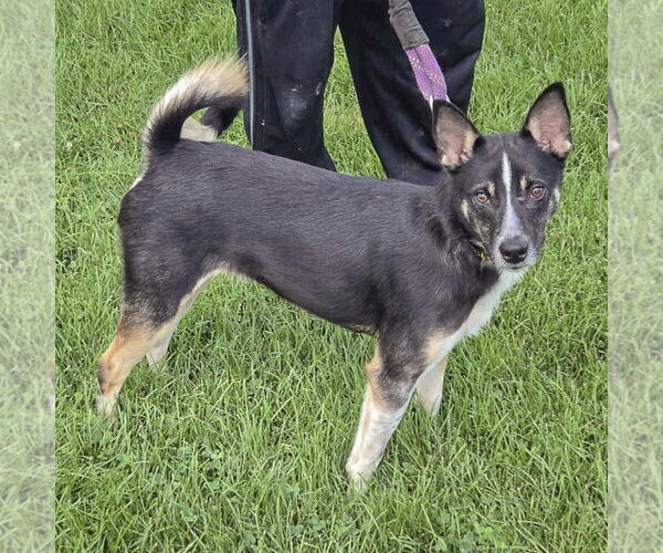 Medium Photo #2 Australian Shepherd-Unknown Mix Puppy For Sale in Huntley, IL, USA