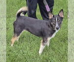Small #1 Australian Shepherd Mix