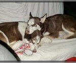 Small Photo #3 Siberian Husky-Unknown Mix Puppy For Sale in Sequim, WA, USA