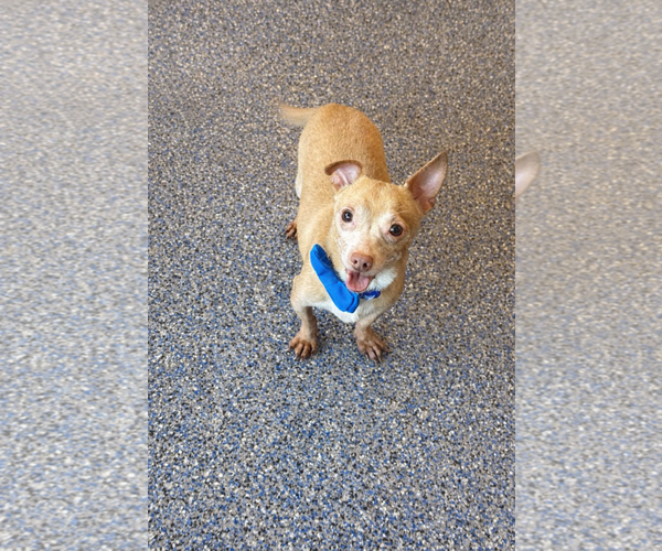 Medium Photo #3 Chiweenie Puppy For Sale in Phoenix, AZ, USA