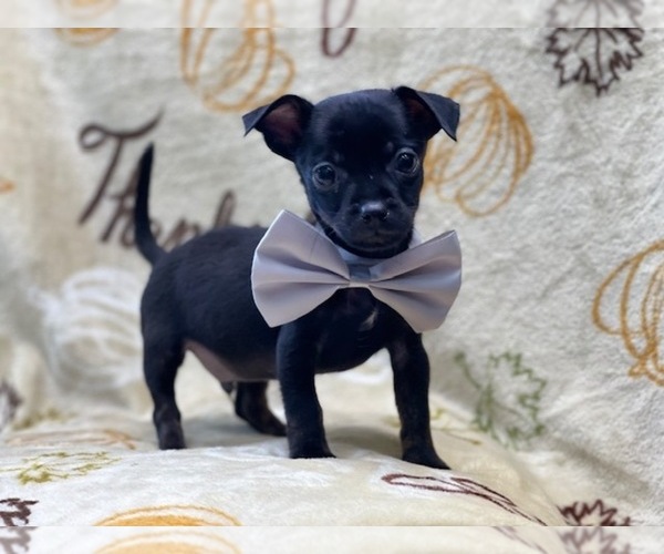 Medium Photo #3 Chihuahua Puppy For Sale in LAKELAND, FL, USA