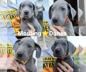 Great Dane Puppy for sale in MOUNT PLEASANT, MI, USA