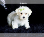 Small Photo #91 Morkie Puppy For Sale in WARSAW, IN, USA