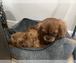 Small Photo #3 Cavalier King Charles Spaniel Puppy For Sale in LIBERTY LAKE, WA, USA