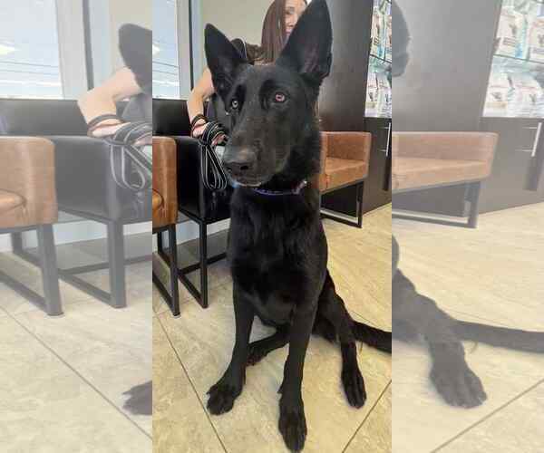 Medium Photo #9 German Shepherd Dog Puppy For Sale in Plantation, FL, USA