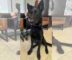 Small #8 German Shepherd Dog