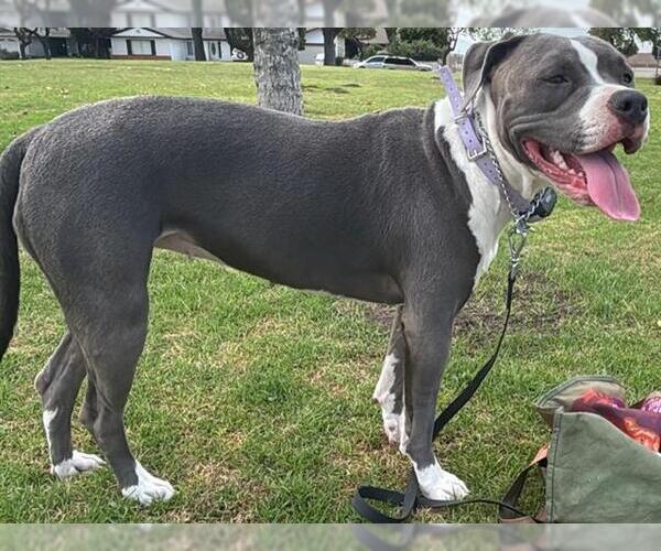 Medium Photo #1 Mutt Puppy For Sale in Camarillo, CA, USA