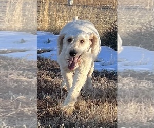 Mother of the Goldendoodle puppies born on 02/23/2024