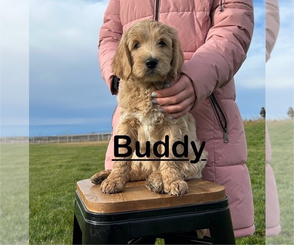 Medium Photo #1 Goldendoodle Puppy For Sale in OTHELLO, WA, USA