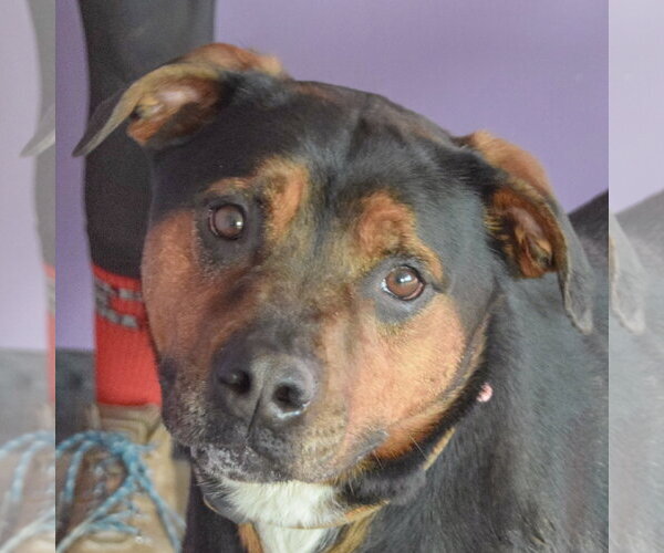 Medium Photo #1 Rotterman Puppy For Sale in Huntley, IL, USA