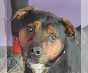 Rotterman Dogs for adoption in Huntley, IL, USA