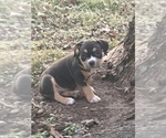 Small Photo #28 American Bully Puppy For Sale in BOLIVAR, MO, USA