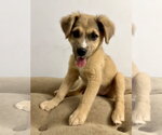 Small Mutt