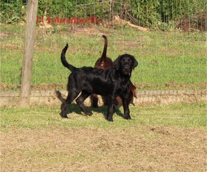 Labradoodle Puppy for sale in CREWE, VA, USA