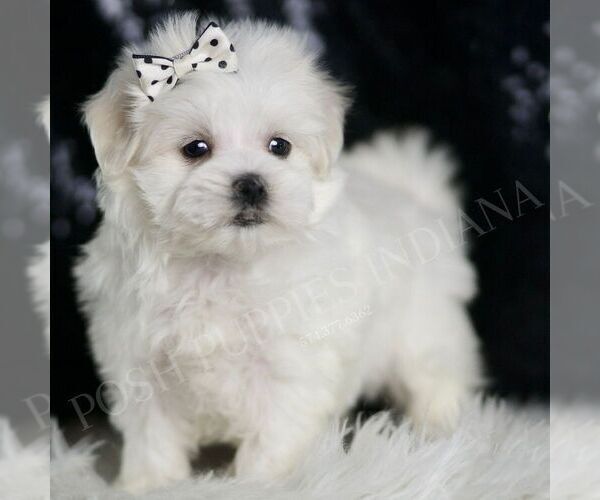 Medium Photo #1 Maltese Puppy For Sale in WARSAW, IN, USA