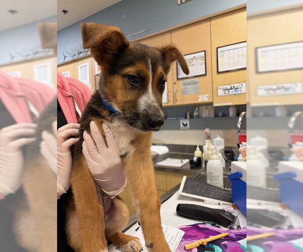 Medium Photo #1 German Shepherd Dog Puppy For Sale in Riverside, CA, USA