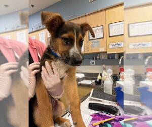 German Shepherd Dog Dogs for adoption in Riverside, CA, USA
