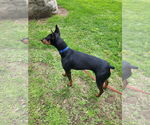Small #9 Doberman Pinscher