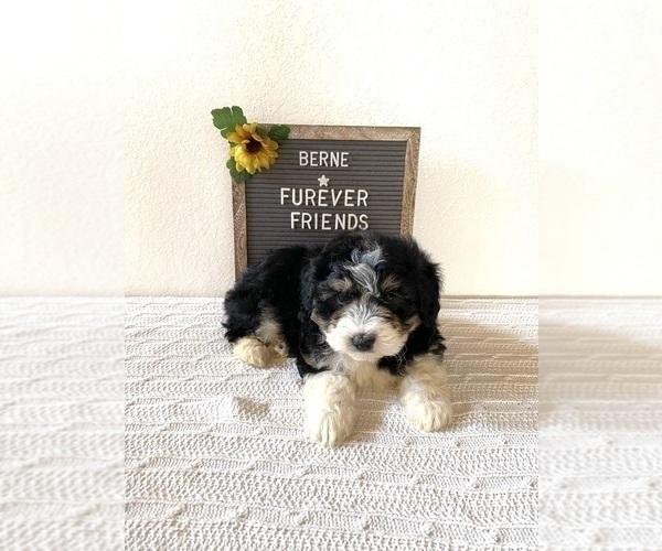 Medium Photo #4 Aussiedoodle Miniature  Puppy For Sale in BLOOMFIELD, IN, USA