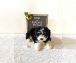 Small #3 Aussiedoodle Miniature 