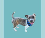 HAMMY - Male Mutt Dog for Adoption - Small photo