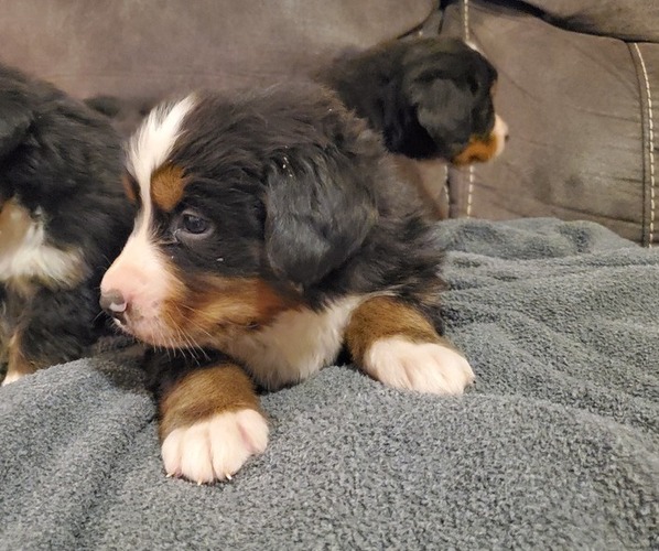 Medium Photo #8 Bernese Mountain Dog Puppy For Sale in LEETONIA, OH, USA