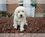 Small Photo #3 English Cream Golden Retriever Puppy For Sale in ORRVILLE, OH, USA