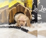 Small #6 Cocker Spaniel
