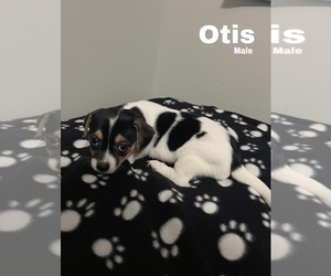 Chihuahua-Unknown Mix Puppy for sale in TULSA, OK, USA
