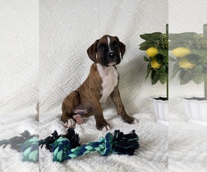 Boxer Puppy for sale in GREENFIELD, IN, USA