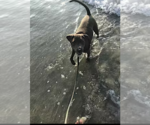 Small #2 American Pit Bull Terrier-Labrador Retriever Mix