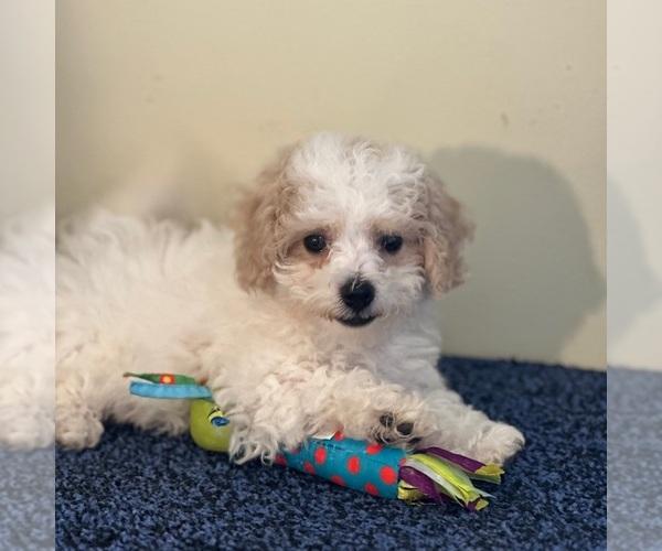 Medium Photo #4 Bichon Frise-Cavachon Mix Puppy For Sale in MOUNT VERNON, OH, USA