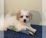 Small #3 Bichon Frise-Cavachon Mix