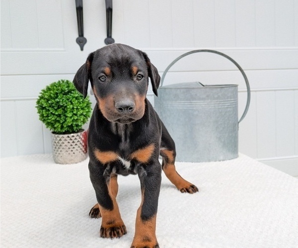Medium Photo #7 Doberman Pinscher Puppy For Sale in GOSHEN, IN, USA