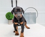 Small #6 Doberman Pinscher