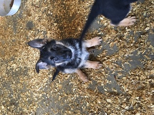 German Shepherd Dog Puppy for sale in LYNCHBURG, OH, USA