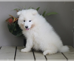 Samoyed Puppy for sale in FREDERICKSBURG, OH, USA