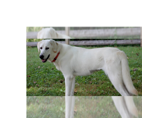 Medium Photo #2 Great Pyrenees-Unknown Mix Puppy For Sale in Aurora, IN, USA