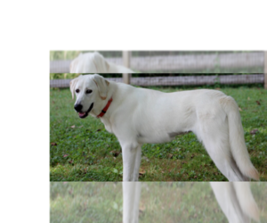 Looney Tunes : Penelope - Female Great Pyrenees-Unknown Mix Dog for Adoption - Photo #2
