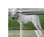 Small Photo #2 Great Pyrenees-Unknown Mix Puppy For Sale in Aurora, IN, USA