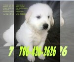 Small Photo #2 Golden Retriever Puppy For Sale in MIAMI, FL, USA
