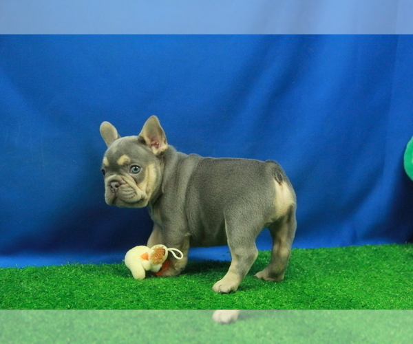Medium Photo #2 French Bulldog Puppy For Sale in HICKORY, NC, USA
