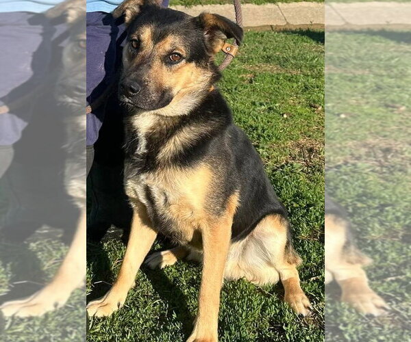 Medium Photo #2 Mutt Puppy For Sale in Evansville, IN, USA