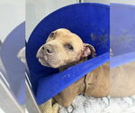 Small American Pit Bull Terrier