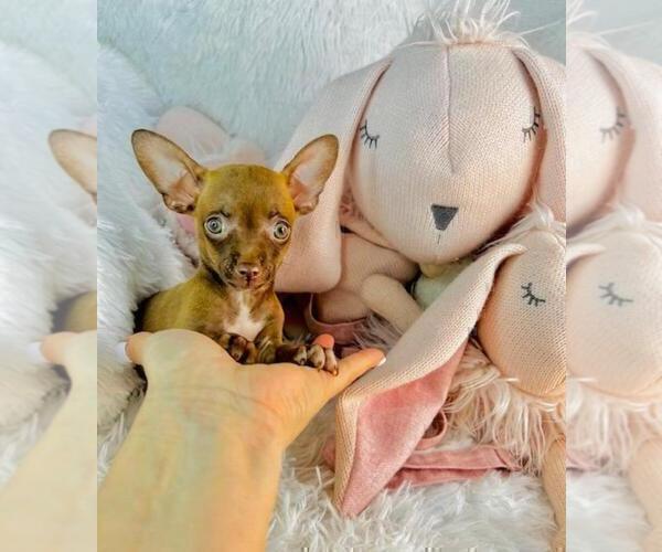 Medium Photo #4 Chihuahua Puppy For Sale in THONOTOSASSA, FL, USA