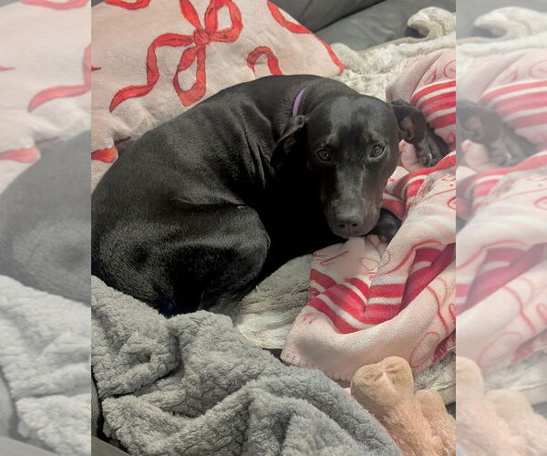 Medium Photo #1 Labrador Retriever-Unknown Mix Puppy For Sale in Brewster, NY, USA