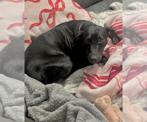 Labrador Retriever-Unknown Mix Dogs for adoption in Brewster, NY, USA