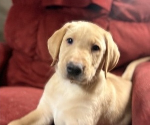 Medium Photo #3 Labrador Retriever Puppy For Sale in SPOTSYLVANIA, VA, USA